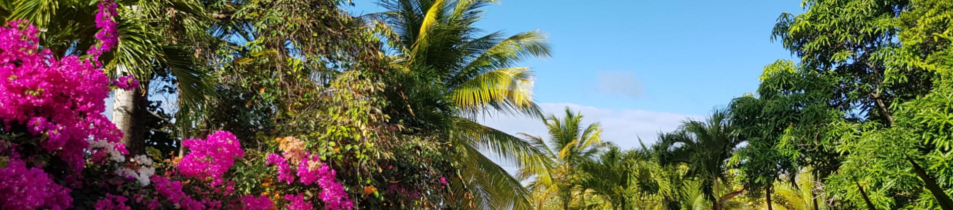 Chez Tatie Francine - Location de gîte verdoyant et proche de la mer en Martinique / Le François